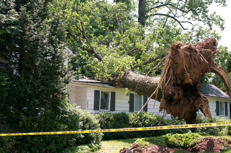 How to Identify and Manage Hazardous Trees on Your Property